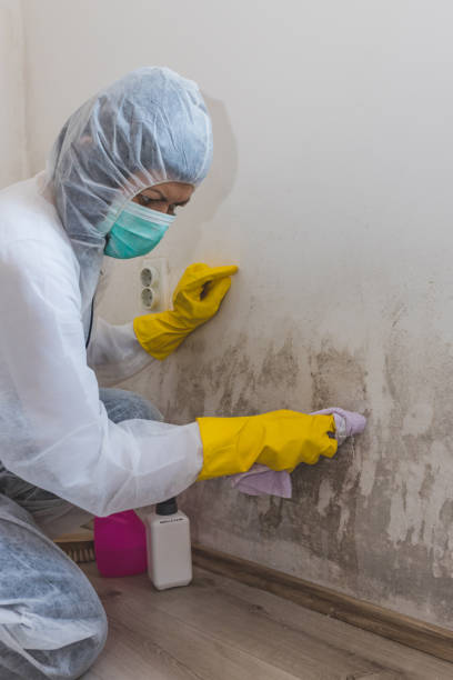 Environmental Consulting for Mold Prevention in Mapleton, IA