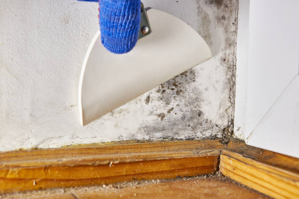 Best Post-Construction Mold Inspection  in Mapleton, IA