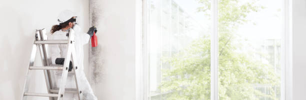 Best Attic Mold Removal  in Mapleton, IA