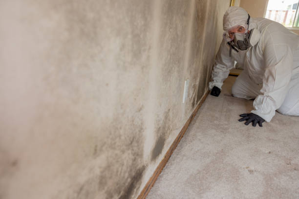 Best Mold Remediation for Healthcare Facilities  in Mapleton, IA