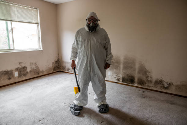 Best Post-Construction Mold Inspection  in Mapleton, IA